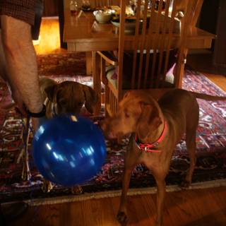 Man and Dogs with Blue Balloon in a Wooden Dining Room