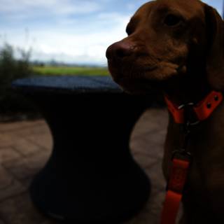 Canine Companion at Bouchaine Vineyards