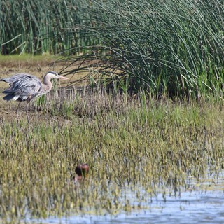 Great Blue Heron Wading in Wetland Marsh