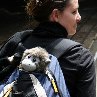 Stuffed Monkey Peeks Out from Traveler's Backpack