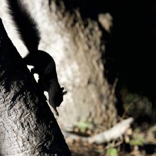Shadow Play in the Forest