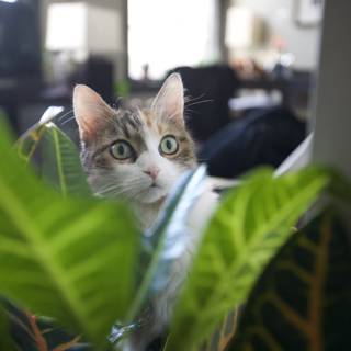 Curious Cat in the Greenery