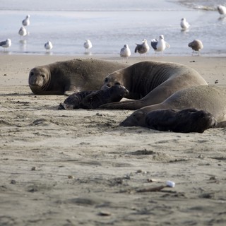 Elephant Seal Family Resting on Drakes Beach