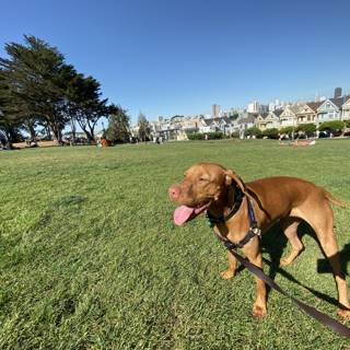 A Vizsla taking a Stroll in the Park
