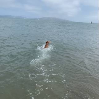 Doggy Paddle in the Golden Gate