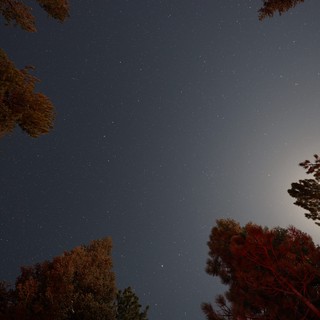 Moonlit Pines Under a Star-Filled Sky