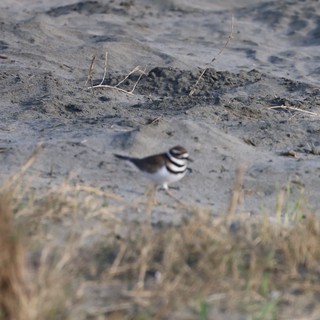 Killdeer Foraging on Mudflat at Drakes Beach