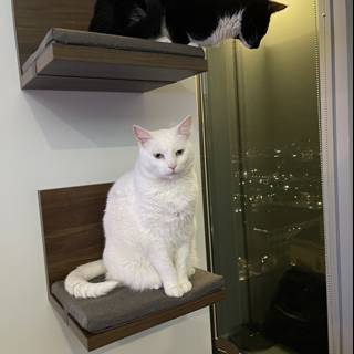 Two Cats Posing on a Wooden Shelf