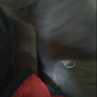 Blurry Dog on Velvet Couch