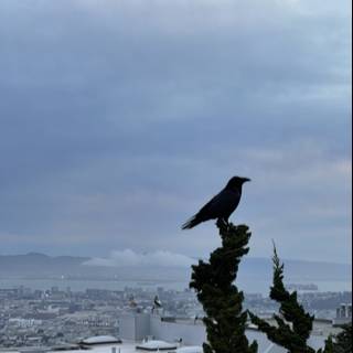 City Crow