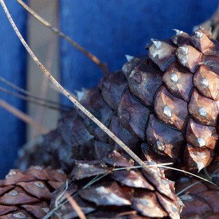 Pine Cones Against Blue Sky at Yosemite