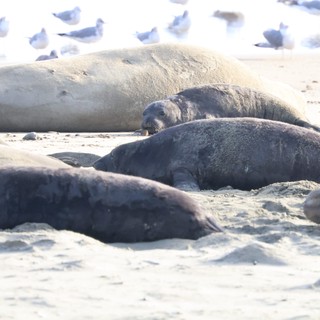 Elephant Seals Resting on Drakes Beach Shore