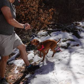 Winter Walkies in Coconino National Forest