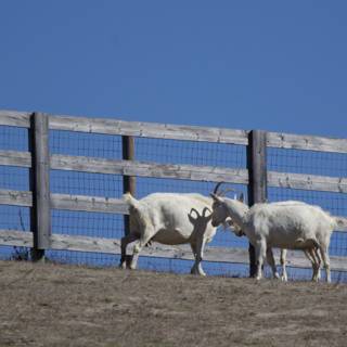 Fenced Friends in Carmel Valley