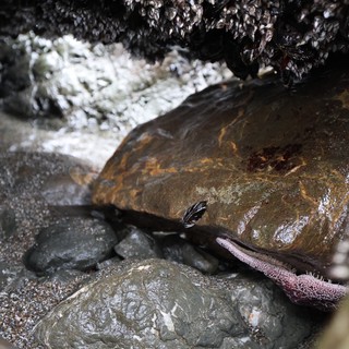 Sculpin Hiding Among Rocks in Intertidal Zone