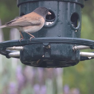 Dark-Eyed Junco Feeding at Green Bird Feeder