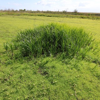 Dense Grass Clump in Green Wetland Field