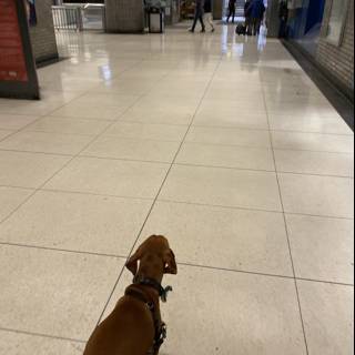 Furry Traveler in a Busy Terminal