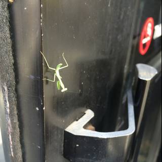 Praying Mantis on the Door