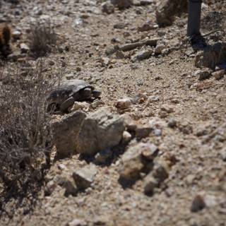 Desert Tortoise Scavenging