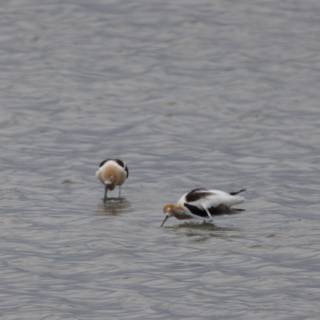 A Pair at Peace