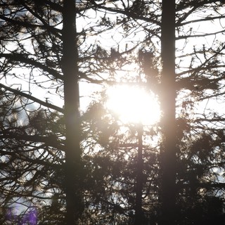 Sunburst Through Silhouetted Pine Trees at Dawn
