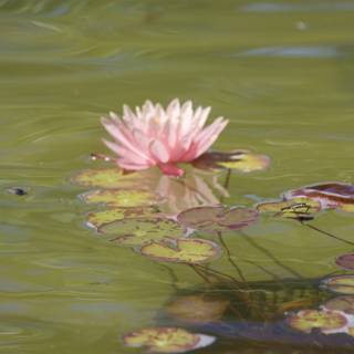Serenity in Bloom