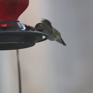 Anna's Hummingbird Feeding at Twilight Feeder