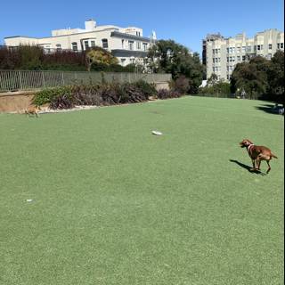 Puppy Playtime at Lafayette Park