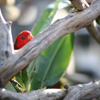 The Red Bird on a Leafy Branch