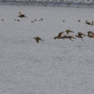 Avian Symphony in Flight