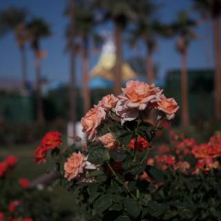 Rose Garden at Palm Springs Golf Resort