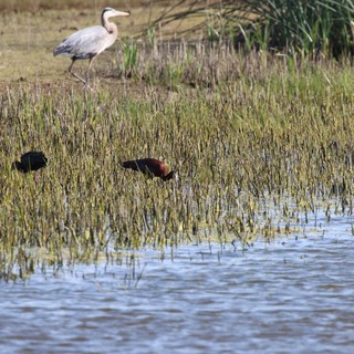 Heron and Rails Foraging in Wetland Marsh
