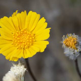 A Vibrant Yellow Daisy