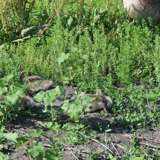 Canada Goose Family Foraging in Wetland Meadow