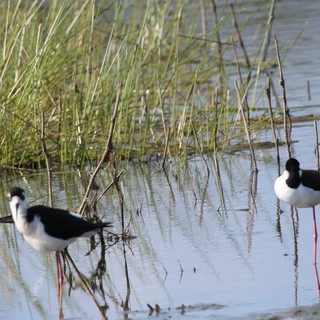 Black-necked Stilts Wading in Wetland Marsh