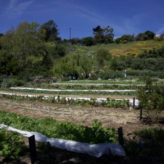 Earth Day 2024: Alemany Farm in Bloom