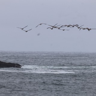 Pelican Squadron Soars Over Stormy Pacific Coastline