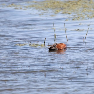 Cinnamon Teal Duck Foraging in Shallow Wetland Waters