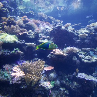 coral reef or marine aquarium