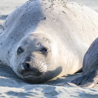 Young Elephant Seal Pup Resting on Drakes Beach