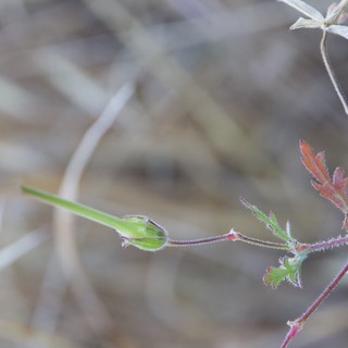 Delicate Filaree Seedpod Emerging in Dry Grassland