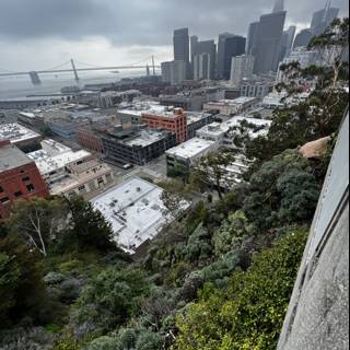 San Francisco's Urban Jungle