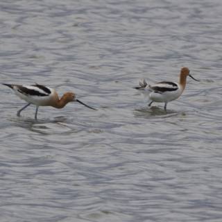 Tranquil Waders of San Pablo Bay
