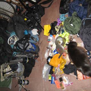 Cat surrounded by gear