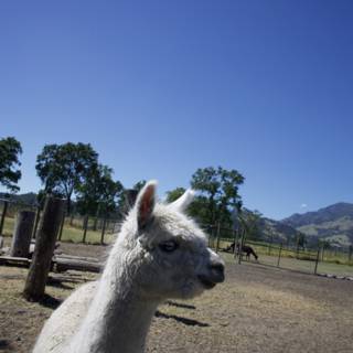 Curious Gaze: A Llama in Calistoga