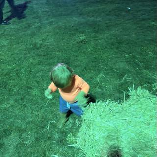 Little Explorer on the Lawn