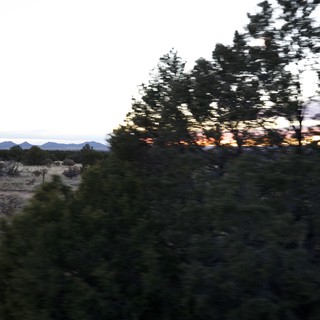Desert Sunset Through Pine Trees and Mountain Range