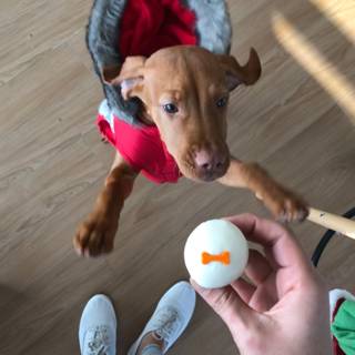 Eggcellent Adventure with Doggo in Red Coat