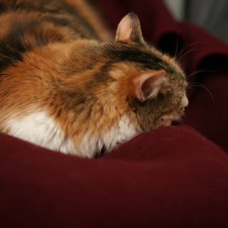 Cozy Cat on Velvet Red Blanket